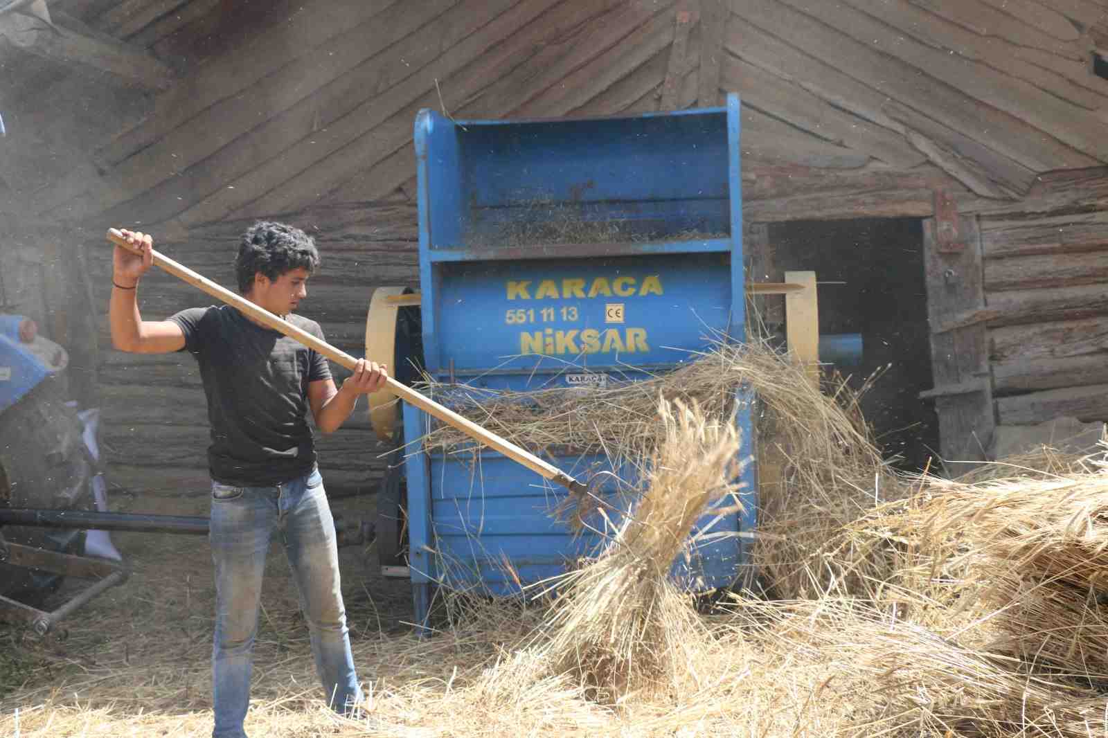BUĞDAYIN ATASI ’˜SİYEZ'DE HASAT BAŞLADI